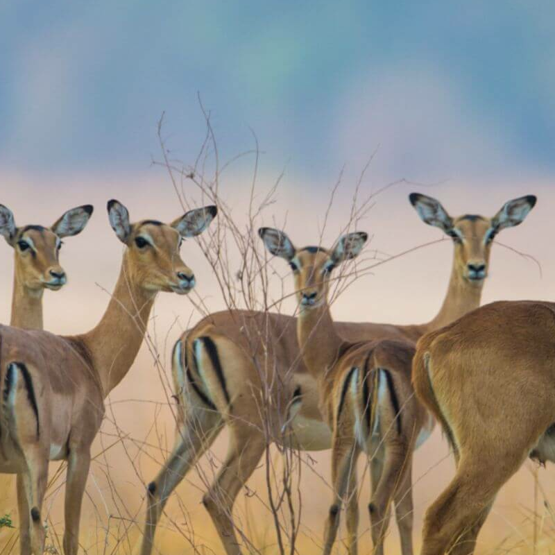 Sambia Grand Safari