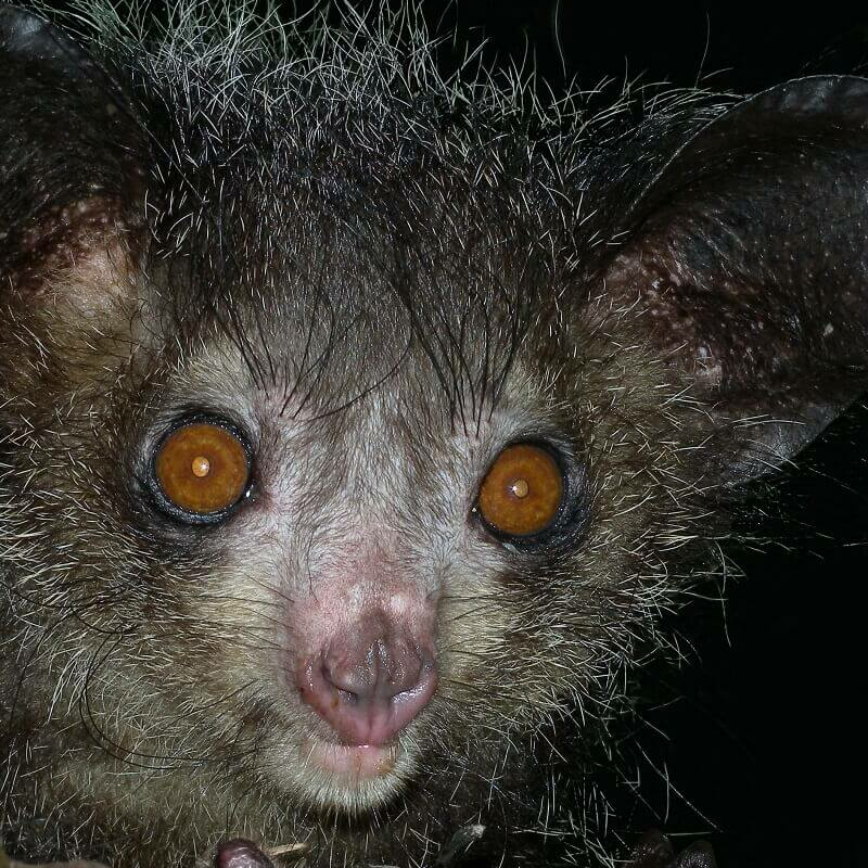 Madagaskar Best of Best