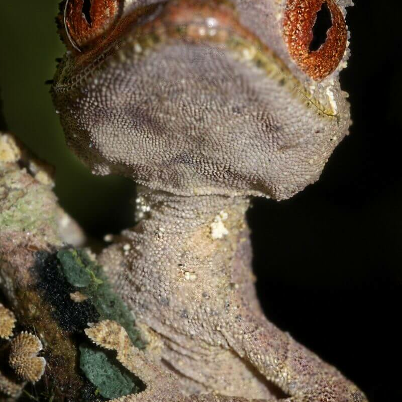 Madagaskar Best of Best