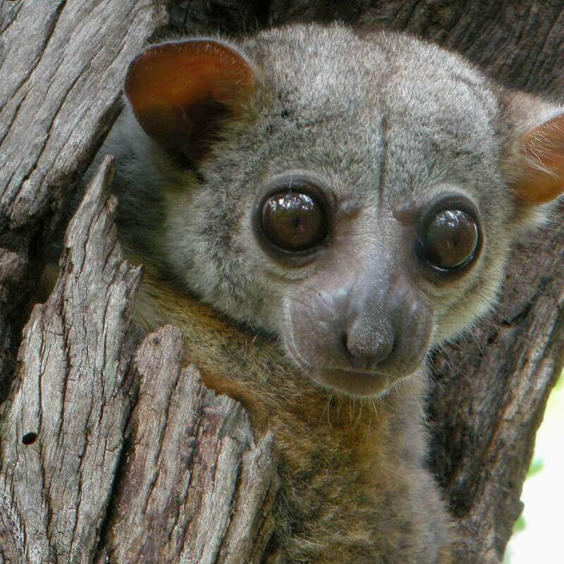 Madagaskar Best of Best