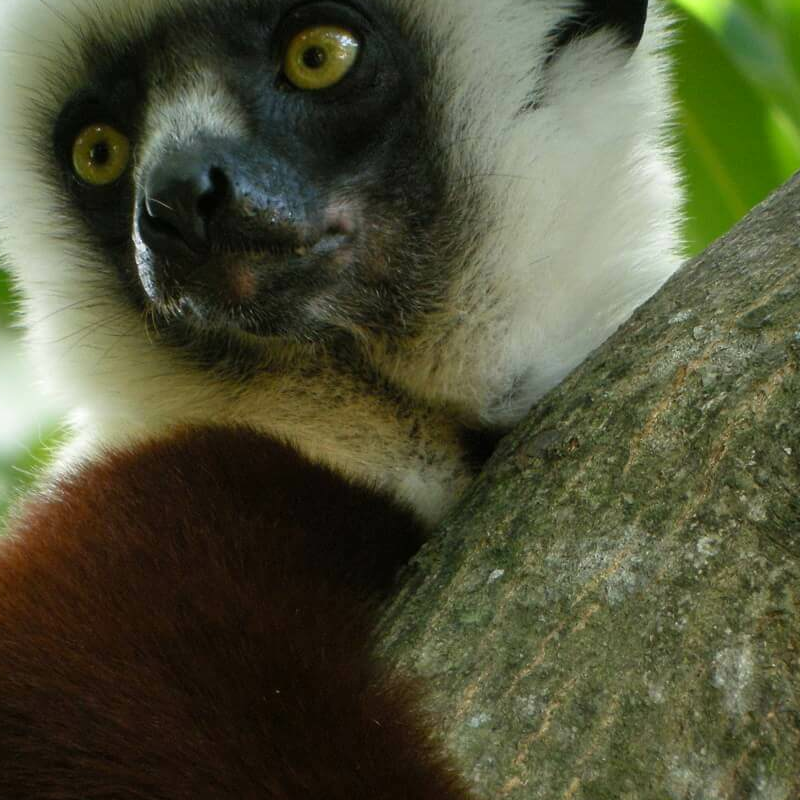 Madagaskar Best of Best