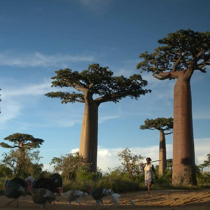 Madagaskar Best of Best