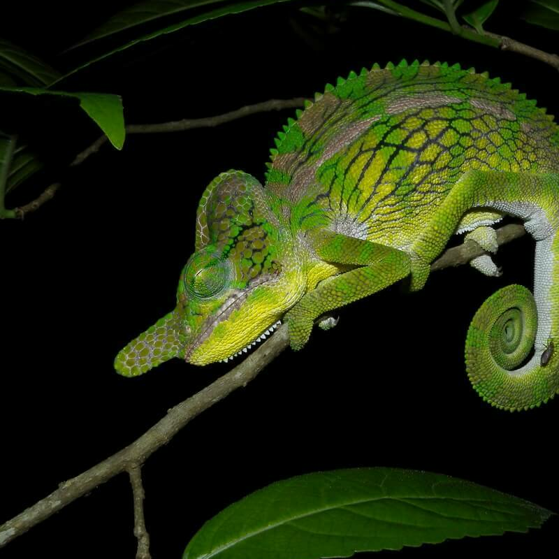 Madagaskar Best of Best
