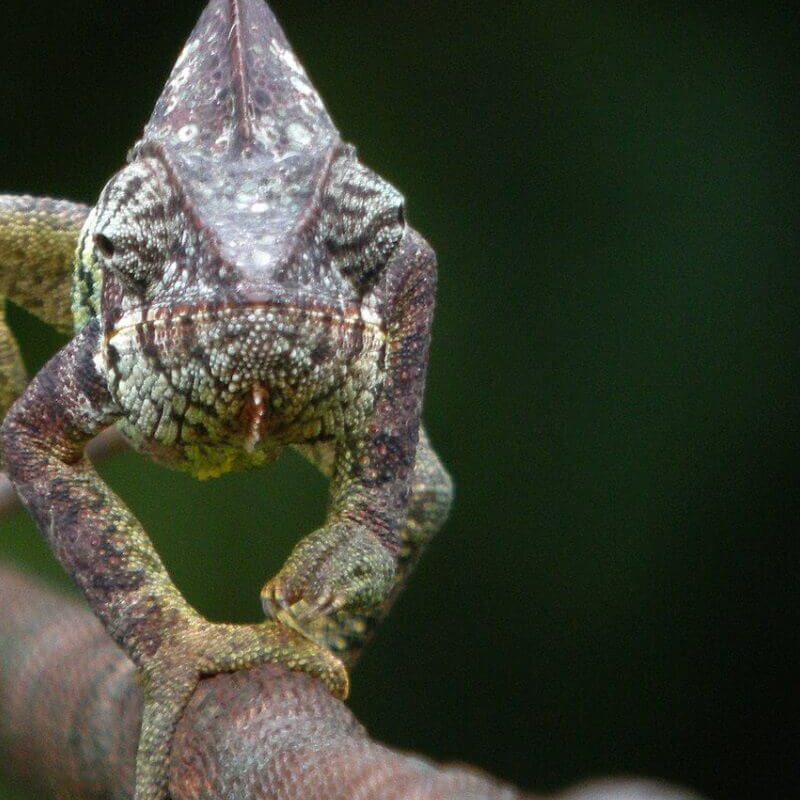 Madagaskar Best of Best