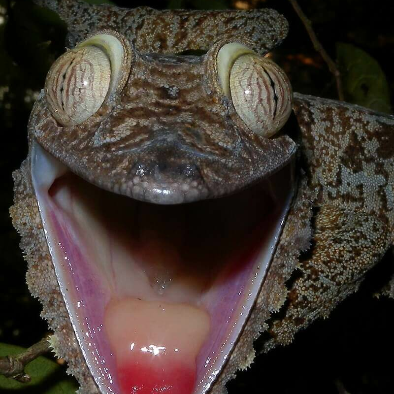 Madagaskar Best of Best