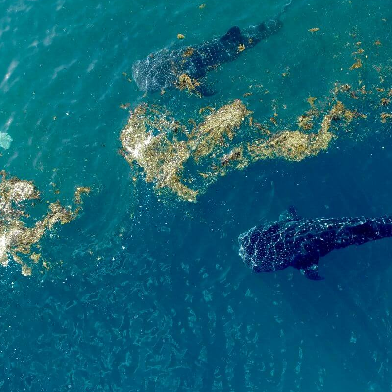 Mafia Island