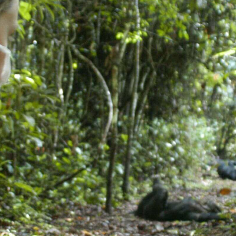 Mahale Nationalpark