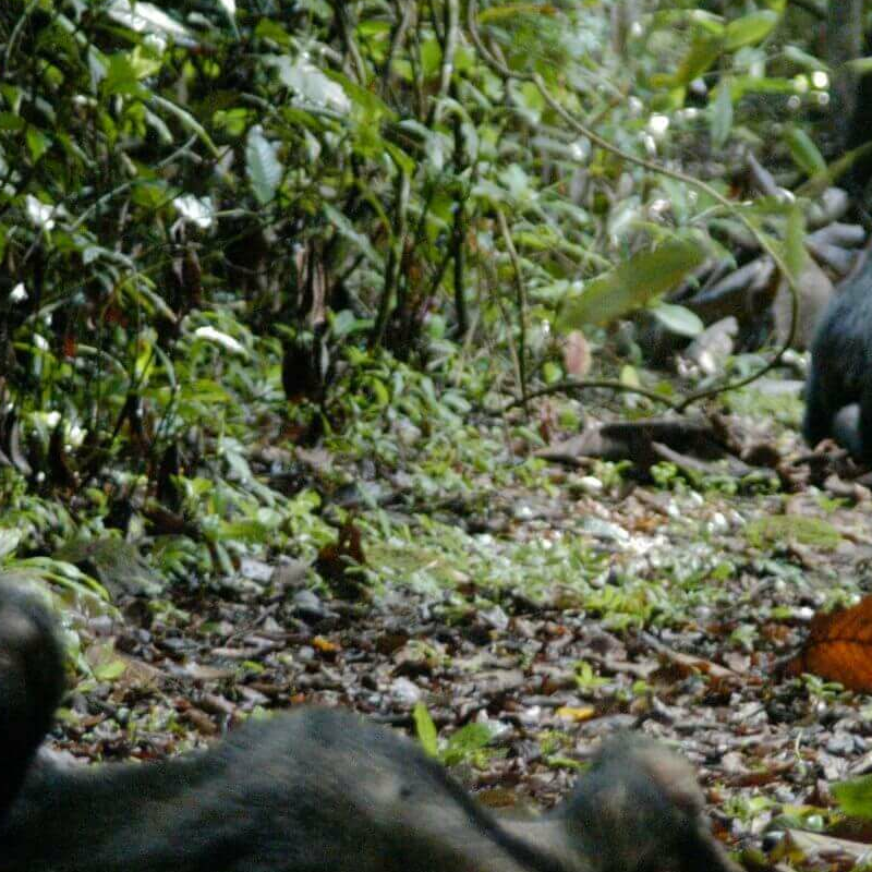 Mahale Nationalpark