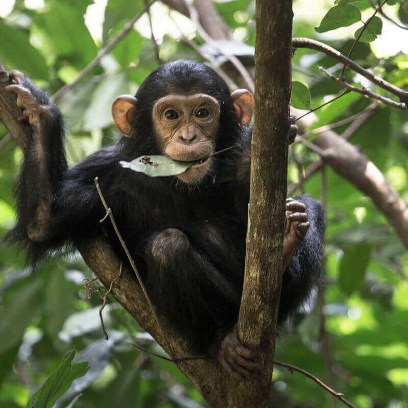 Mahale Nationalpark
