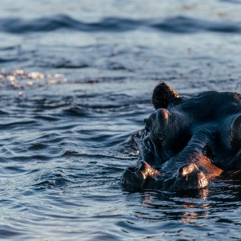Botswana Superlativ Safari: Okavango und Kalahari