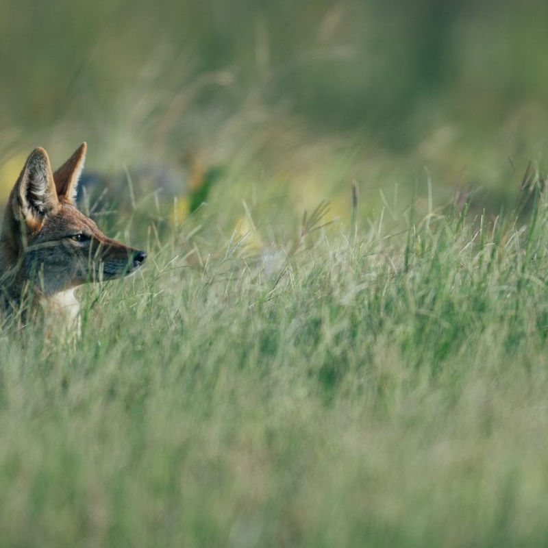 Botswana Superlativ Safari: Okavango und Kalahari
