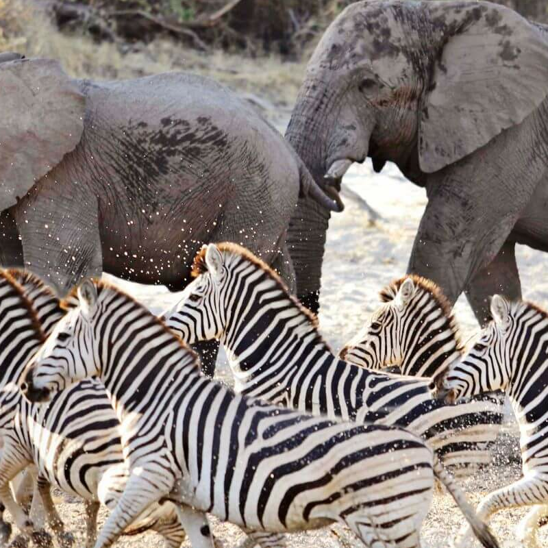 Botswana Superlativ Safari: Okavango und Kalahari