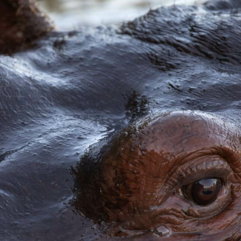 Botswana Superlativ Safari: Okavango und Kalahari