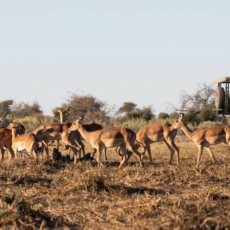 Botswana Superlativ Safari: Okavango und Kalahari