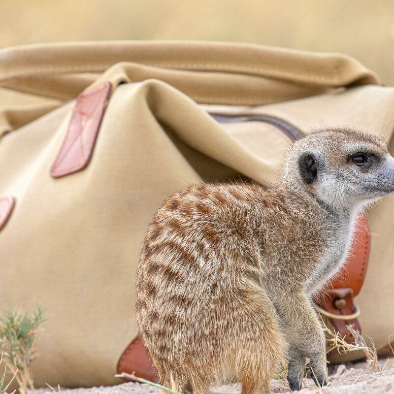 Botswana Superlativ Safari: Okavango und Kalahari