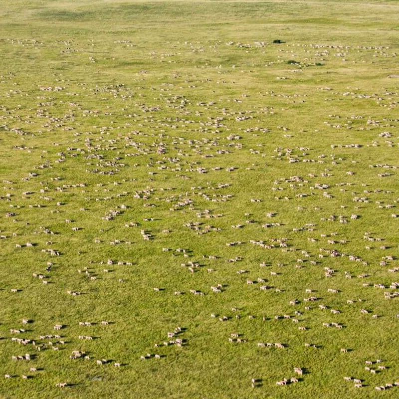 Botswana Superlativ Safari: Okavango und Kalahari