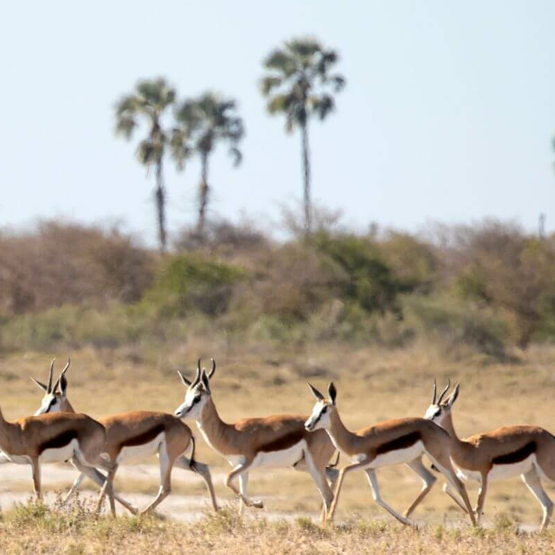 Botswana Superlativ Safari: Okavango und Kalahari