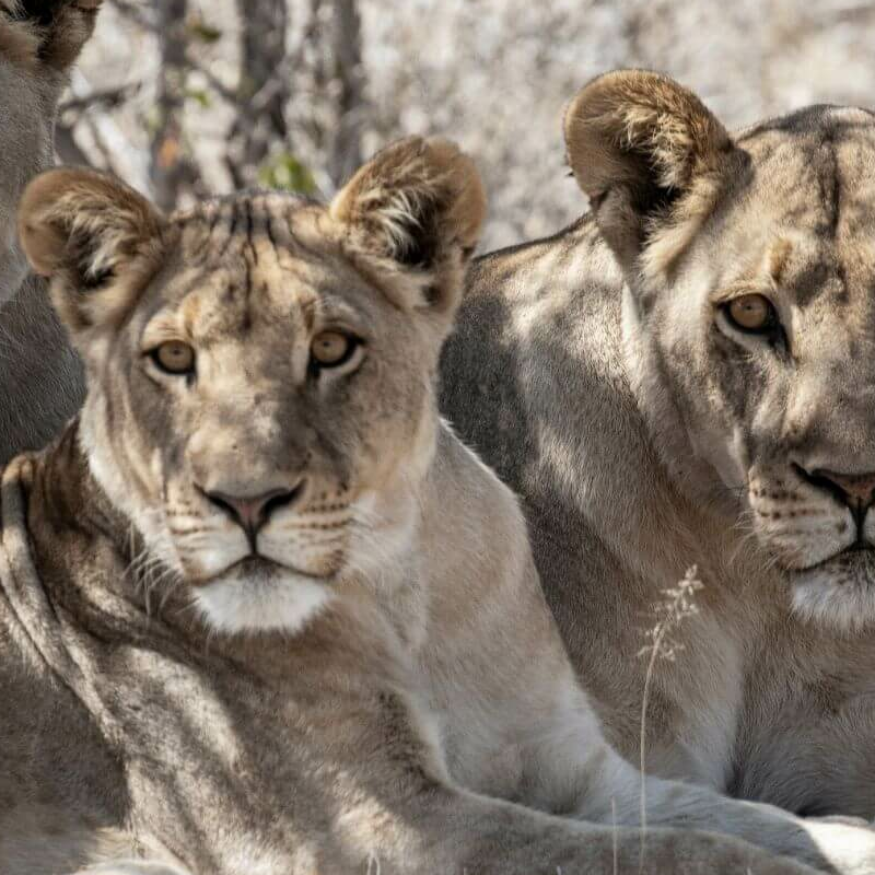Botswana Superlativ Safari: Okavango und Kalahari