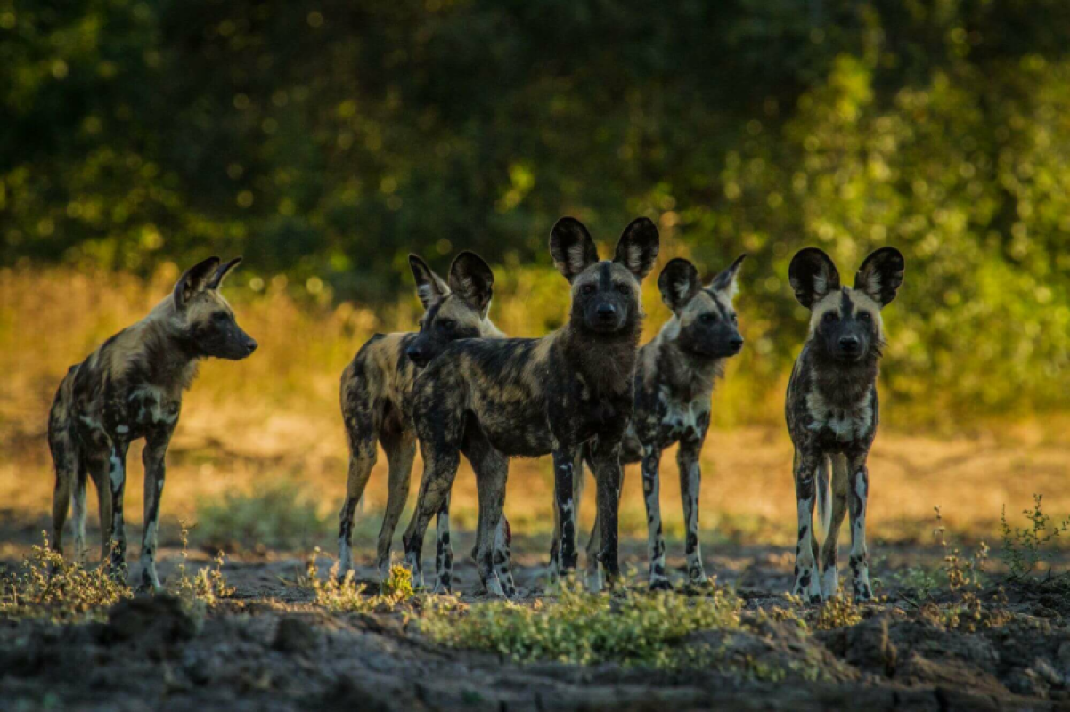 Mana Pools Nationalpark