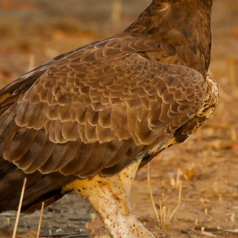 Mana Pools Nationalpark