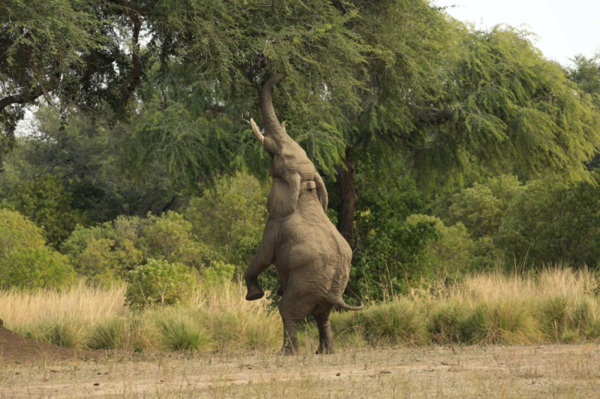 Mana Pools Nationalpark