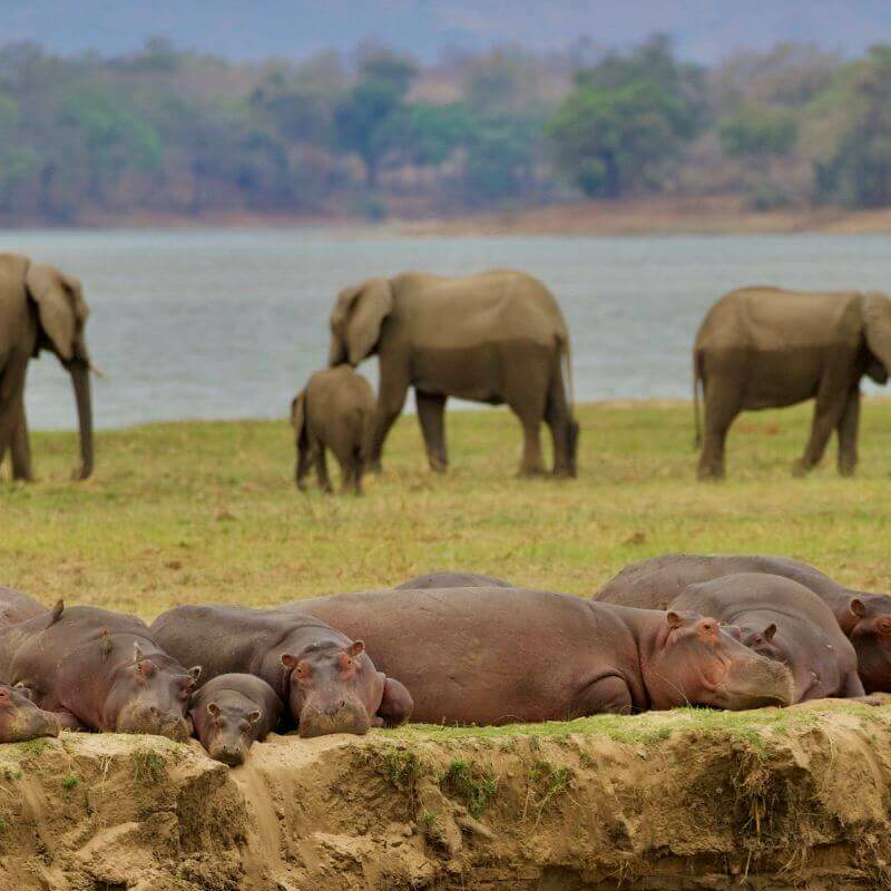 Mana Pools Nationalpark