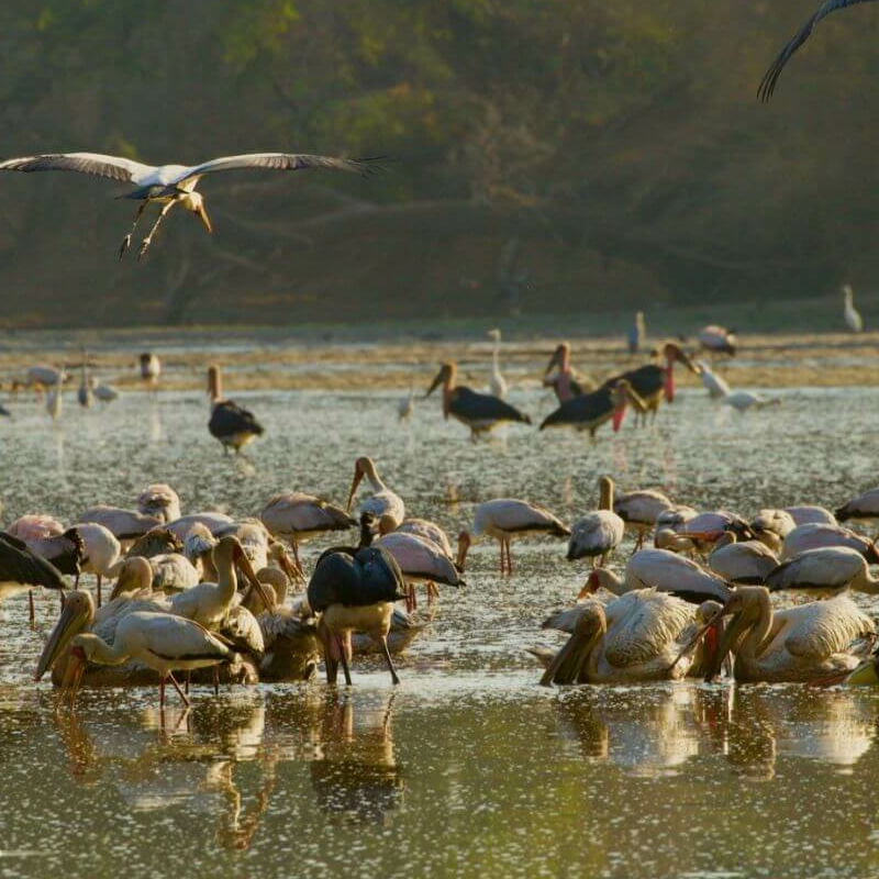 Mana Pools Nationalpark