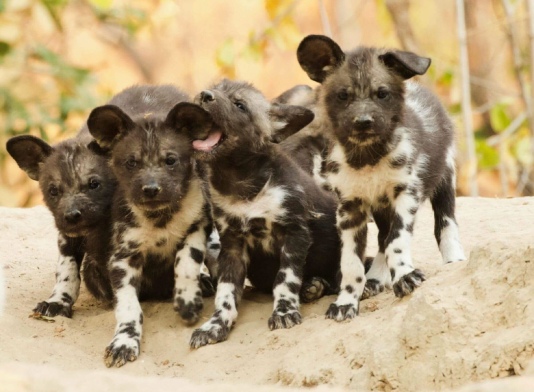 Mana Pools Nationalpark