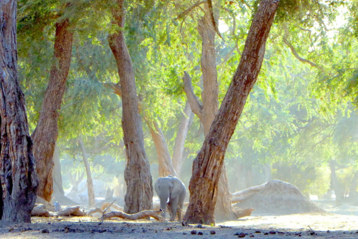 Mana Pools Nationalpark