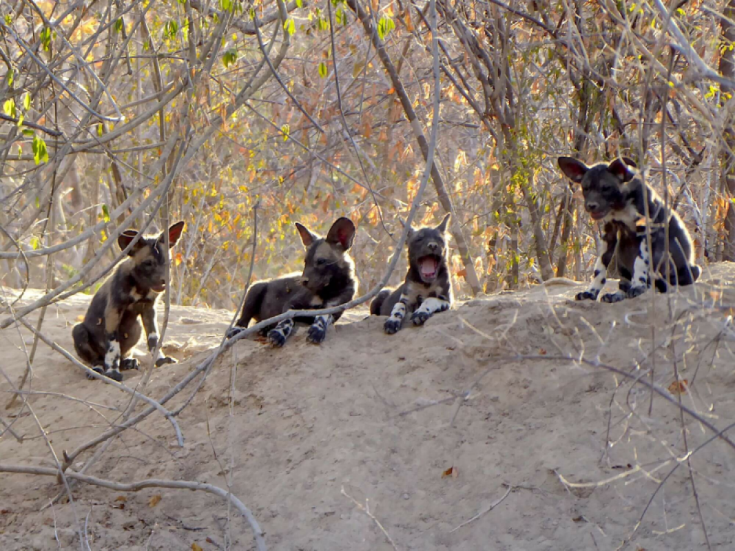 Mana Pools Nationalpark