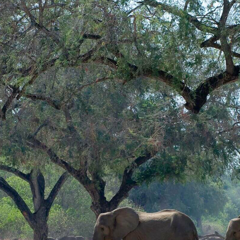 Mana Pools Nationalpark