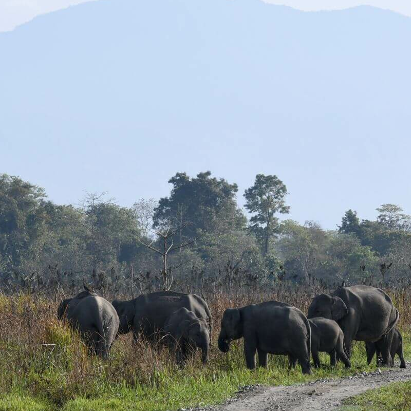Manas-Nationalpark