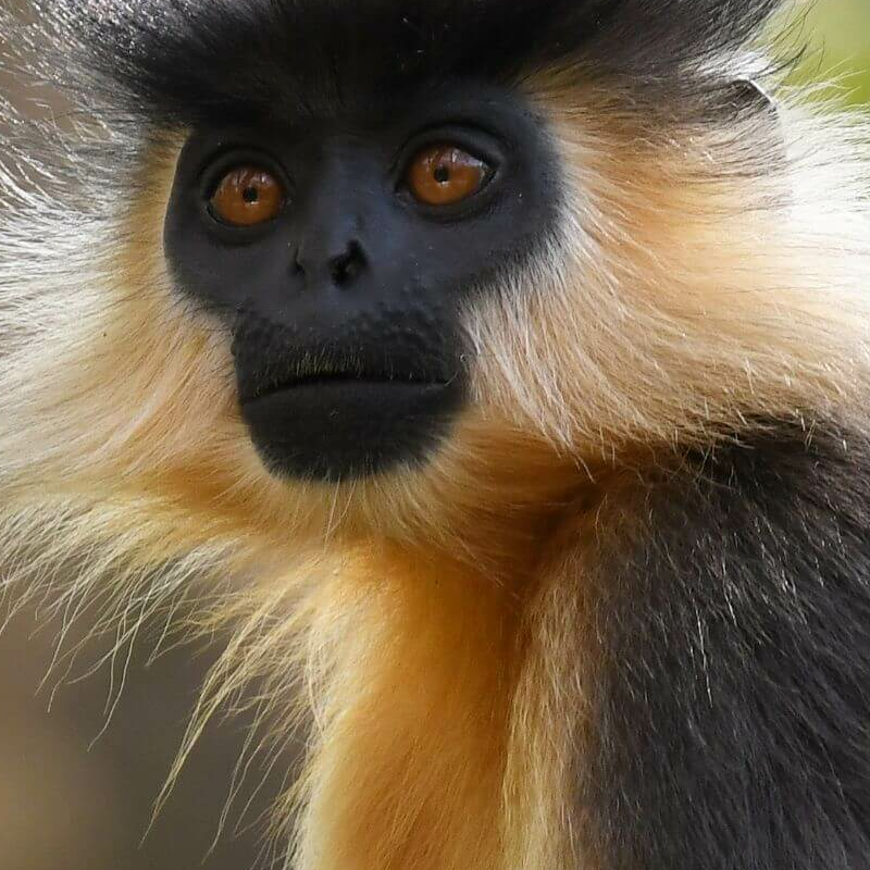 Manas-Nationalpark