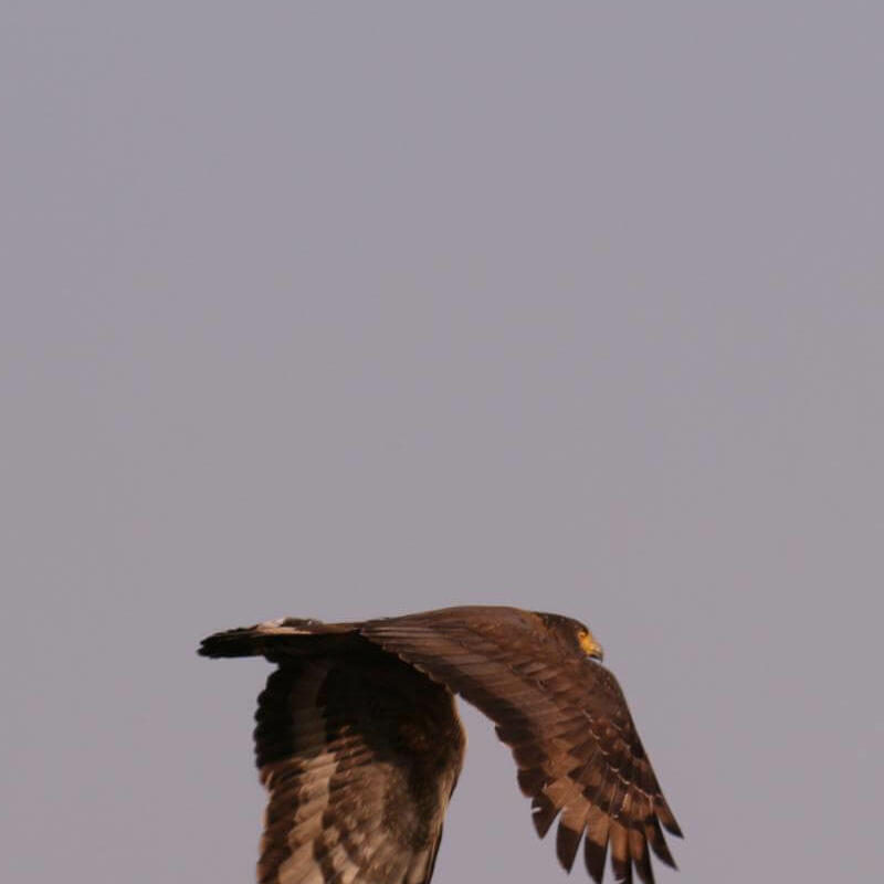 Manas-Nationalpark