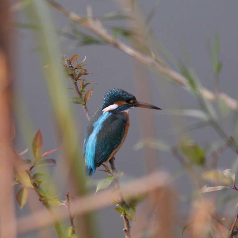 Manas-Nationalpark