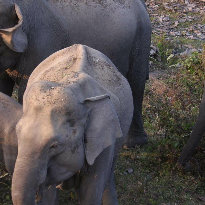 Manas-Nationalpark