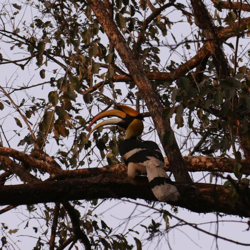 Manas-Nationalpark
