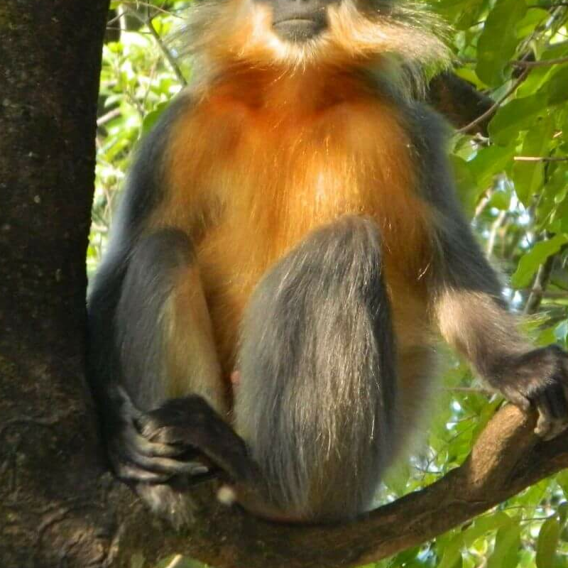 Manas-Nationalpark