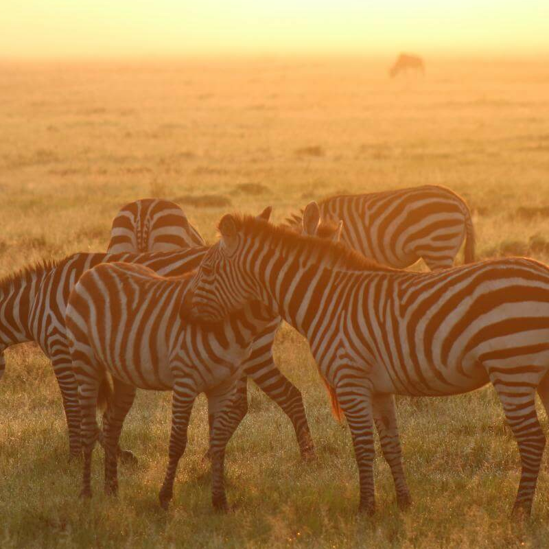 Kenia Safari für Kenner: Samburu, Laikipia und die Mara