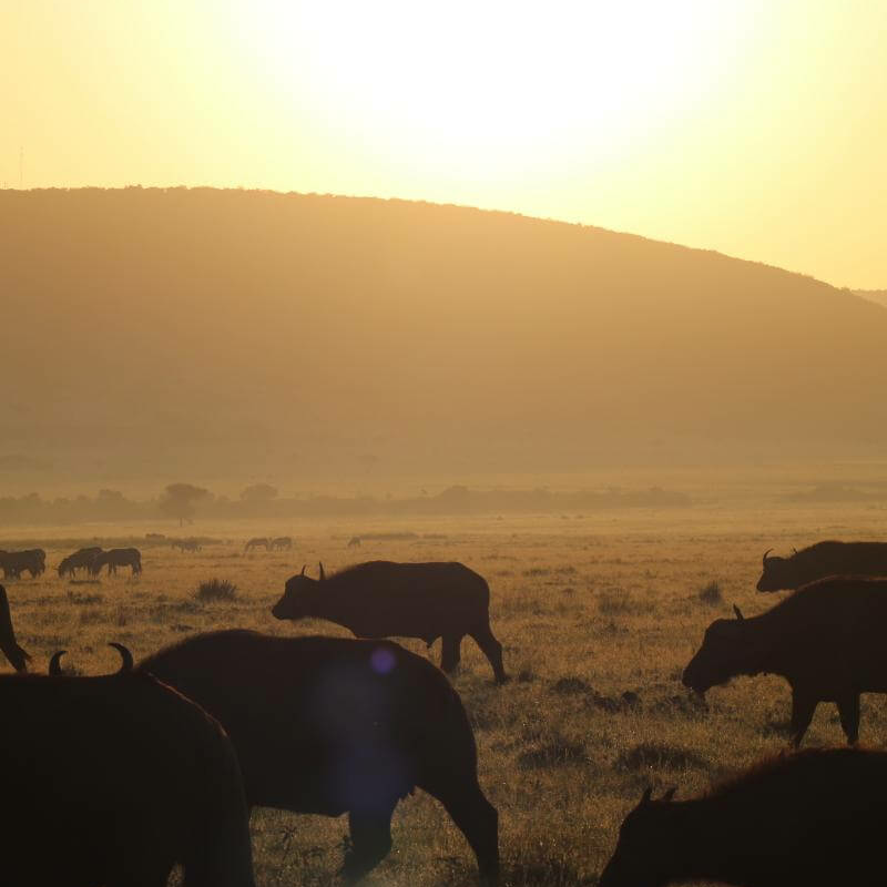 Kenia Safari für Kenner: Samburu, Laikipia und die Mara