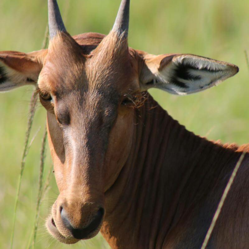Kenia Safari für Kenner: Samburu, Laikipia und die Mara