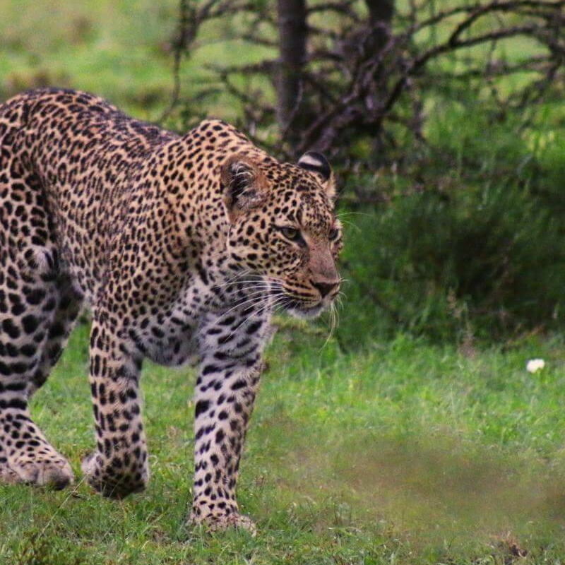 Kenia Safari für Kenner: Samburu, Laikipia und die Mara