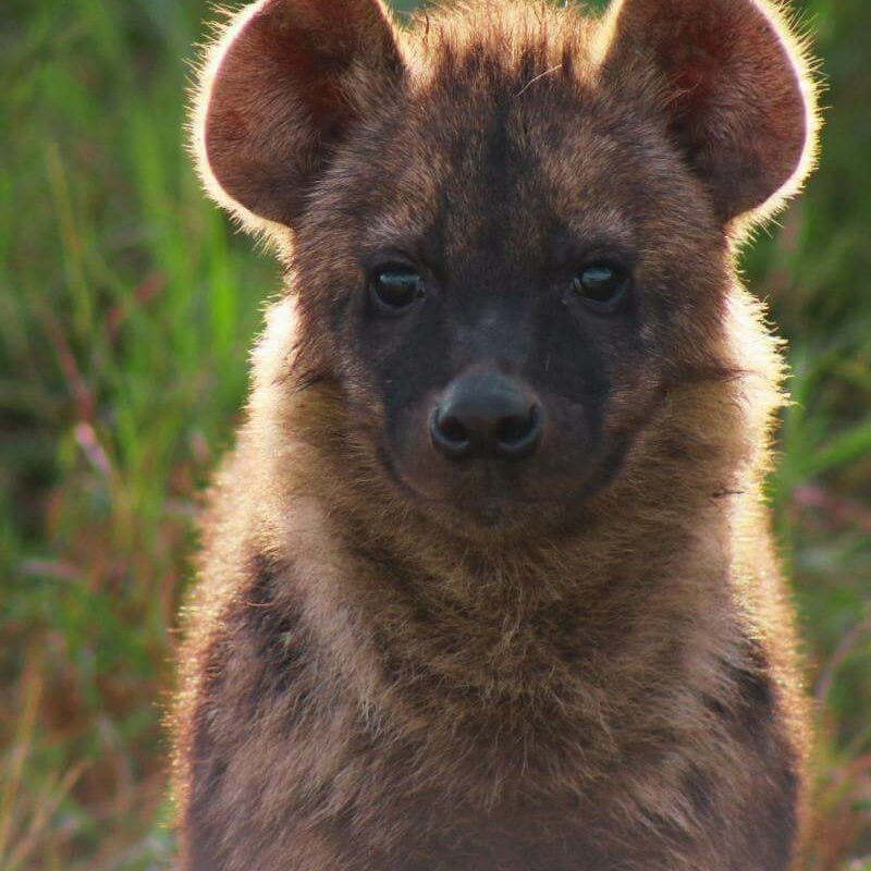 Kenia Safari für Kenner: Samburu, Laikipia und die Mara