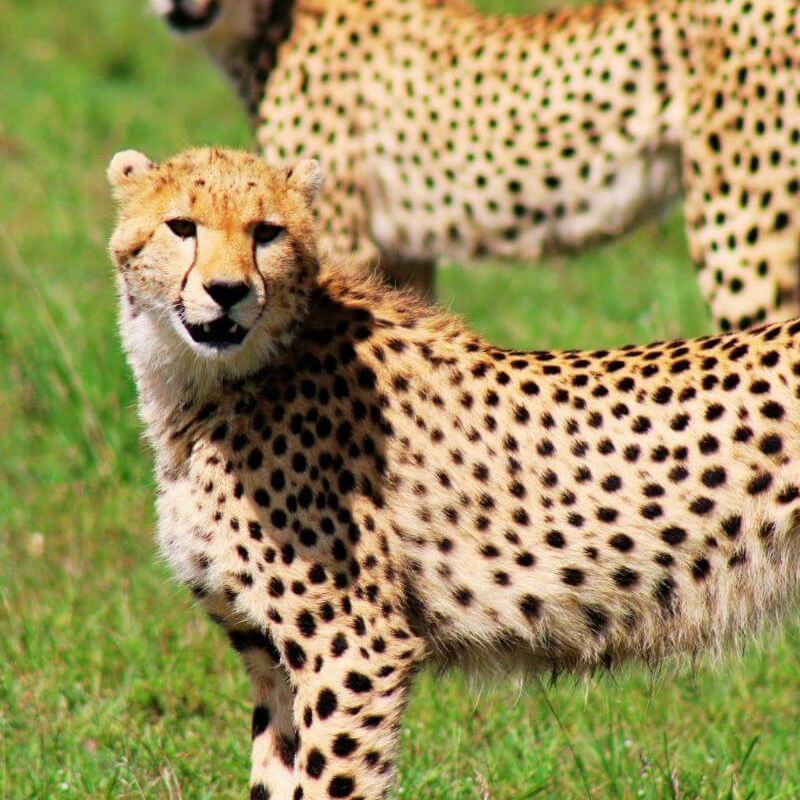 Kenia Safari für Kenner: Samburu, Laikipia und die Mara