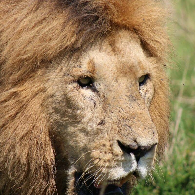 Kenia Safari für Kenner: Samburu, Laikipia und die Mara