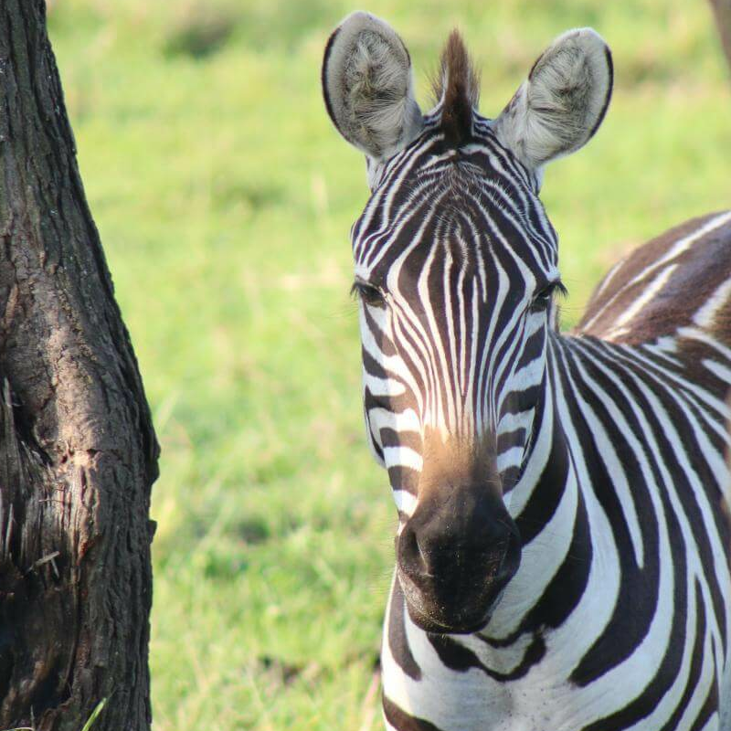 Kenia Safari für Kenner: Samburu, Laikipia und die Mara