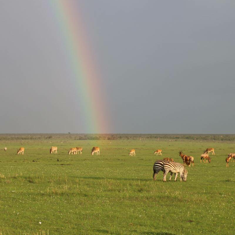 Kenia Safari für Kenner: Samburu, Laikipia und die Mara