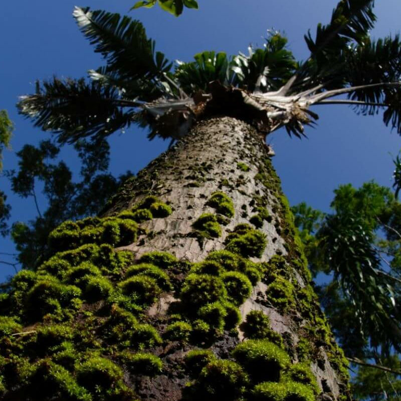 Masoala Nationalpark