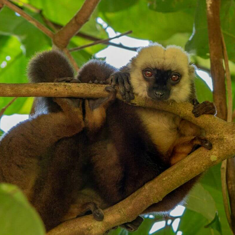 Masoala Nationalpark
