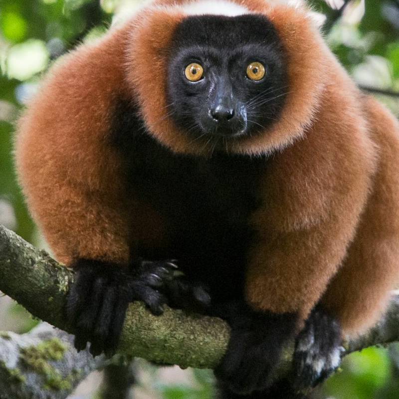 Masoala Nationalpark